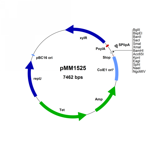 BMEG11 Vector Map